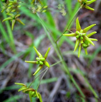 Pycnostelma Paniculatum Extract 